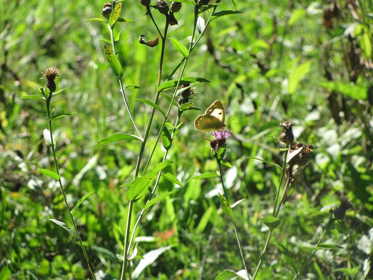 Colias crocea, f. helice?